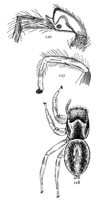 Figs. 126, 127, 128. Habrocestum peregrinum.—128, female enlarged six times. 126, third leg. 127, first leg.