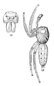 Figs. 138, 139. Plexippus puerperus.—138, male enlarged six times. 139, front of head of male.