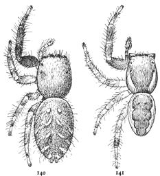 Figs. 140, 141. Dendryphantes militaris.—140, female. 141, male. Both enlarged six times.