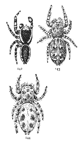 Figs. 142, 143, 144. Dendryphantes æstivalis.—142, male. 143, dark variety of female. 144, light variety of female. All enlarged six times.