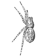 Fig. 171. Lycosa polita, enlarged three times.