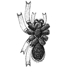 Fig. 176. Lycosa carolinensis.—Under side of female to show the black markings.