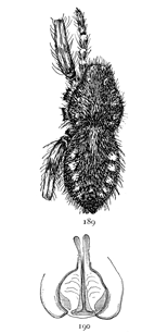 Figs. 189, 190. Pardosa greenlandica.—189, female enlarged four times. 190, epigynum.