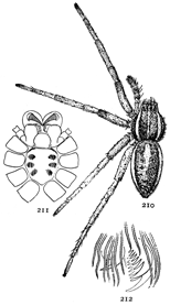 Figs. 210, 211, 212. Dolomedes sexpunctatus.—210, female enlarged twice. 211, under side of cephalothorax. 212, one of the feet, showing three claws.