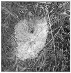 Fig. 221. Web of Agalena nævia in long grass, seen from above. One-third the real size.