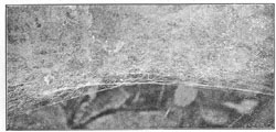 Fig. 226. Newly made edge of web of Agalena nævia, showing arrangement of the threads.