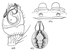 Figs. 267, 268, 269. Theridium murarium.