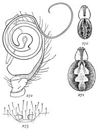 Figs. 270, 271, 272, 273. Theridium spirale.—270, male. 271, female. Both enlarged eight times. 272, end of palpus of male. 273, epigynum.