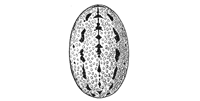 Fig. 335. Linyphia trilineata.—Markings of abdomen enlarged eight times.