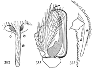 Figs. 351, 352, 353. Linyphia concolor.