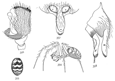 Figs. 354, 355, 356, 357, 358. Linyphia nigrina.—354, side of male. 355, markings of back of female. 356, end of palpus of male. 357, 358, epigynum.