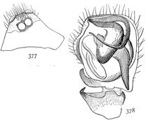 Figs. 377, 378. Ceratinopsis interpres.—377, head of male. 378, end of palpus of male.