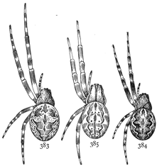 Figs. 383, 384, 385.—383, Epeira sclopetaria. 384, Epeira patagiata. 385, Epeira strix.