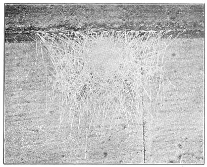 Fig. 386. Egg cocoon of Epeira sclopetaria under the edge of a clapboard. Natural size.