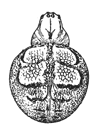 Fig. 407. Epeira globosa, enlarged four times.