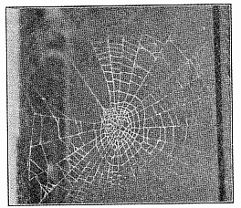 Fig. 432. Middle of web of Zilla atrica with the open segment and thread to the nest at the left.