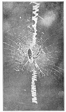 Fig. 448. Argiope riparia in the middle of the web. Natural size.