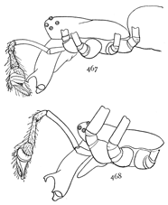 Figs. 467, 468. Cephalothorax, mandibles, and palpus of male.—467, Tetragnatha laboriosa. 468, Tetragnatha straminea.