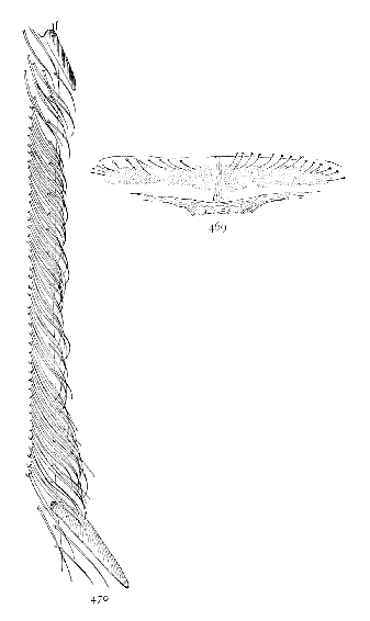 Figs. 469, 470.—469, cribellum. 470, calamistrum of Amaurobius sylvestris.