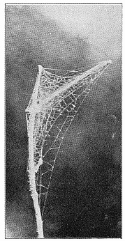 Fig. 473. Web of Dictyna on the end of a twig.