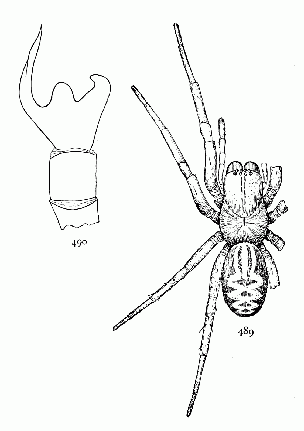 Figs. 489, 490. Amaurobius sylvestris.—489, female enlarged four times. 490, male palpus without the terminal joint to show the processes of the tibia.