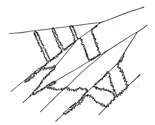 Fig. 491. Fresh part of the web of Amaurobius sylvestris.