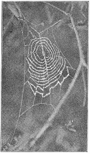 Fig. 496. Web of young Uloborus in a raspberry bush. The lower half of the web is much wider than the upper. A band of silk runs across the middle and draws up with it some of the lower spirals. Half the real size.