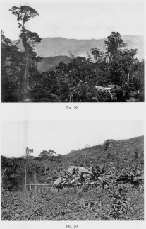 Fig. 19—Moss-draped trees in the rain forest near Abra Tocate between Rosalina and Pongo de Mainique.