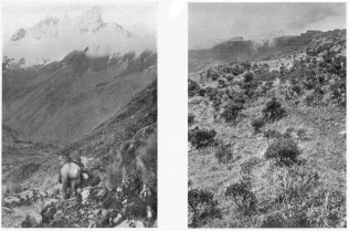 Fig. 96—Snow-capped mountain, Soiroccocha, north of Arma, Cordillera Vilcapampa. The blue glacier ice descends almost to the edge of a belt of extraordinary woodland growing just under the snowline. The glacier is seen to overhang the valley and to have built on the steep valley wall terminal moraines whose outer slopes are almost precipitous.