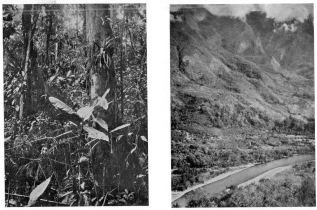 Fig. 98—Dense ground cover, typical trees, epiphytes, and parasites of the tropical rain forest at 2,500-3,000 feet between Pongo de Mainique and Rosalina.