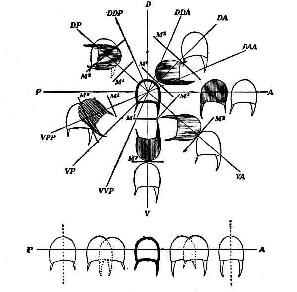 Arthropoda