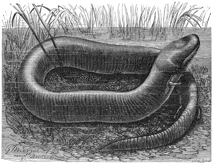 Aalsalmander (Amphiuma means). ½ v. d. ware grootte.