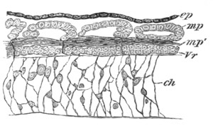 Illustration: Figure 22