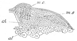 Illustration: Figure 40