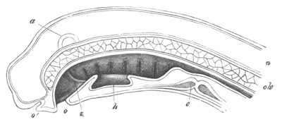 Illustration: Figure 42