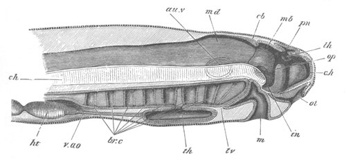 Illustration: Figure 43