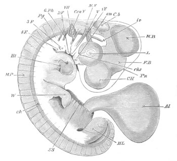 Illustration: Figure 118