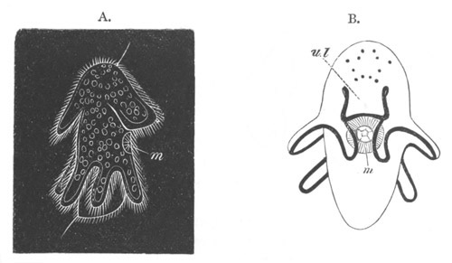 Illustration: Figure 222