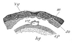 Illustration: Figure 240