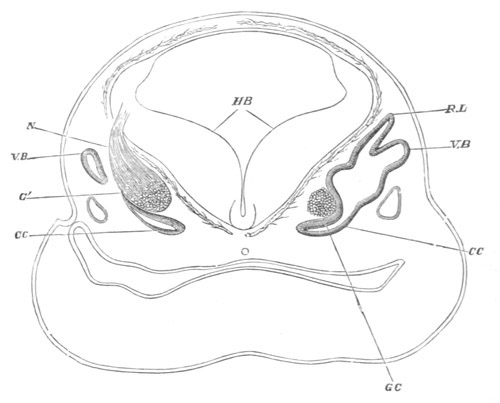 Illustration: Figure 302