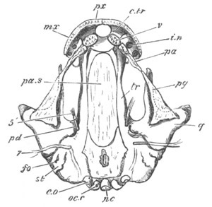 Illustration: Figure 336