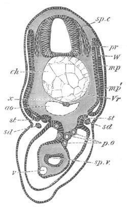 Illustration: Figure 379