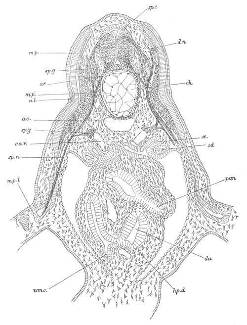 Illustration: Figure 380