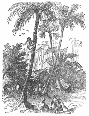 NATIVES GATHERING PALM-FRUIT.