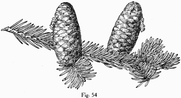 Fig. 54