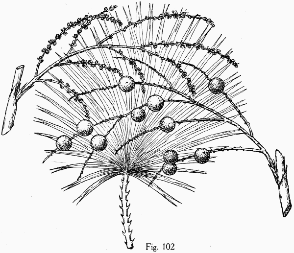 Fig. 102