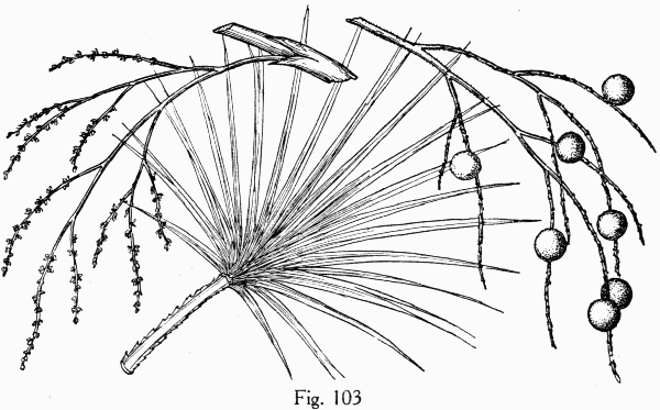 Fig. 103