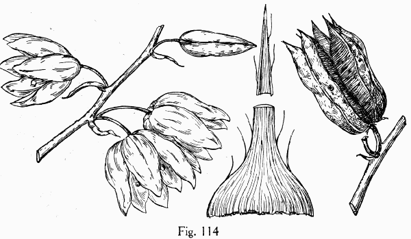 Fig. 114