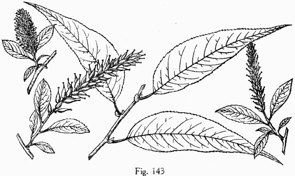 Fig. 143