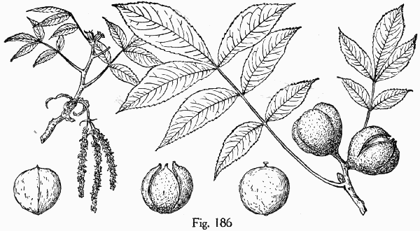 Fig. 186